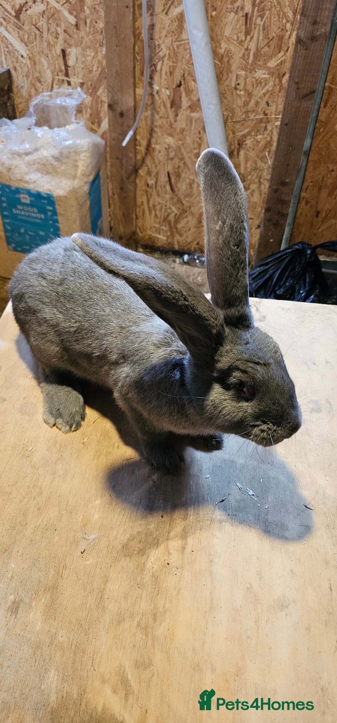 Continental Giant rabbits for sale: Continental Giants Merle - Image 22