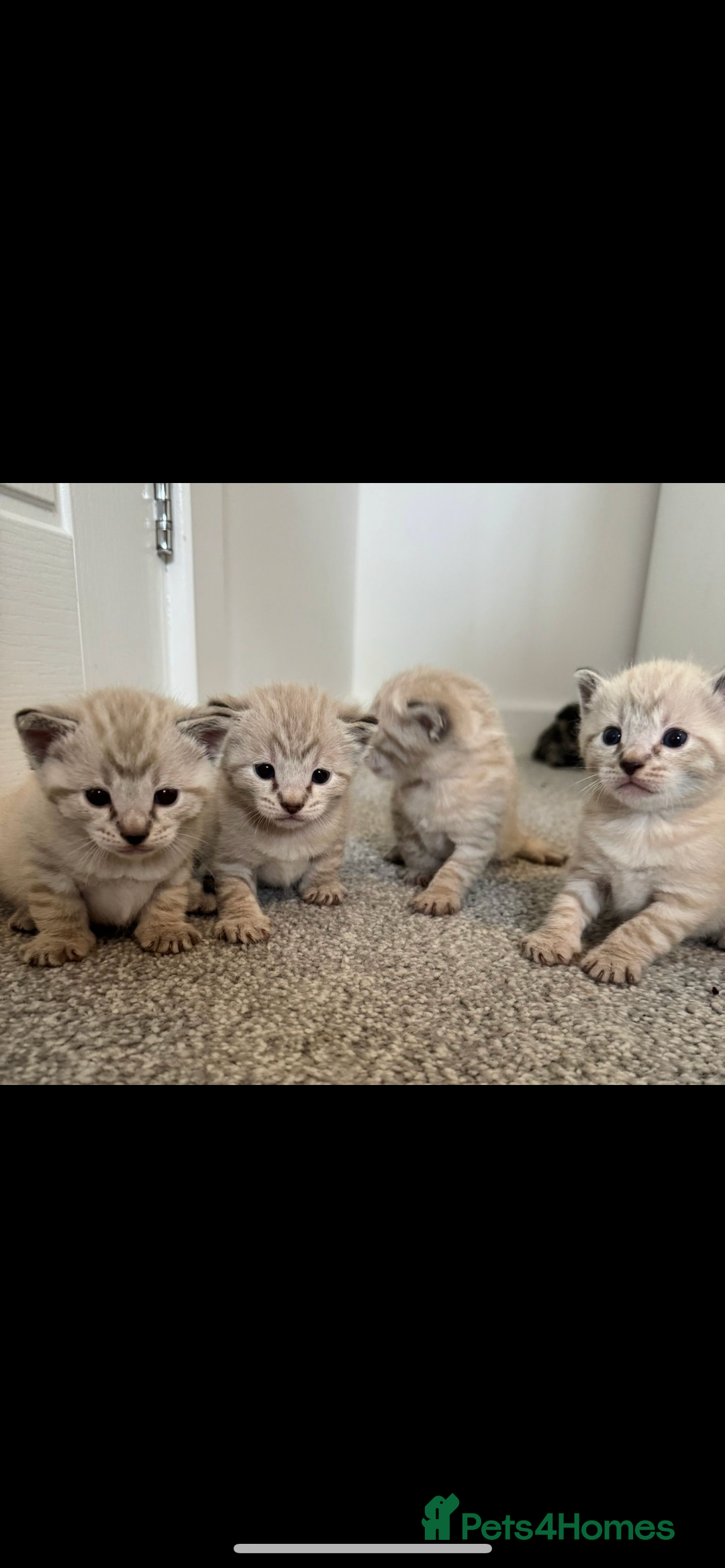 Bengal cats for sale: Snow bengal and charcoal bengal X - Image 4