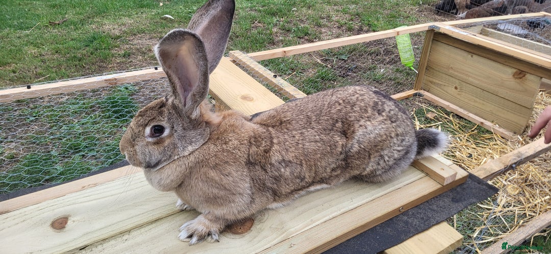 Continental Giant rabbits for sale: Continental giant kits  - Image 9