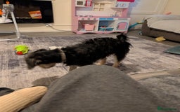 Mixed Breed dogs for sale: Pug x - Advert 3