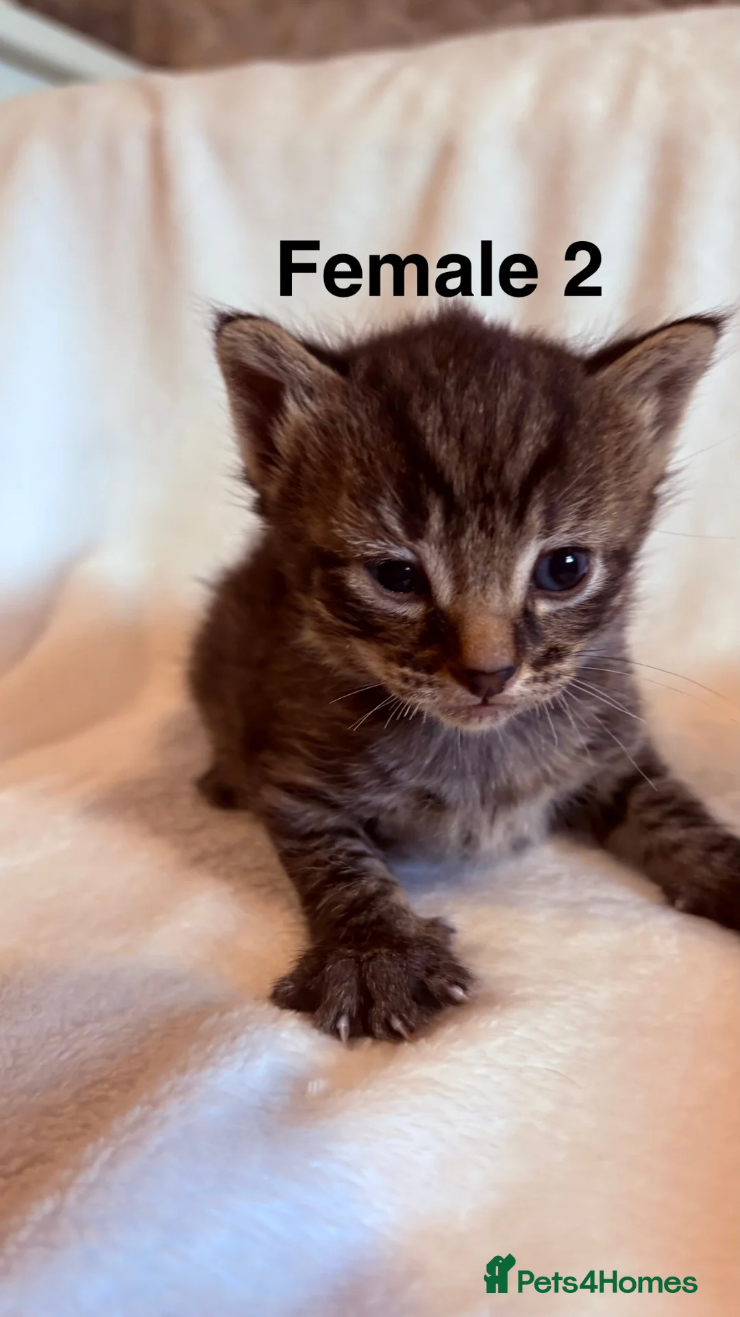 Mixed Breed cats for sale: Bengal cross kittens - Advert 2