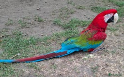 Budgerigars birds for sale: Take in / RESCUE any unwanted Birds/parrots - Image 16