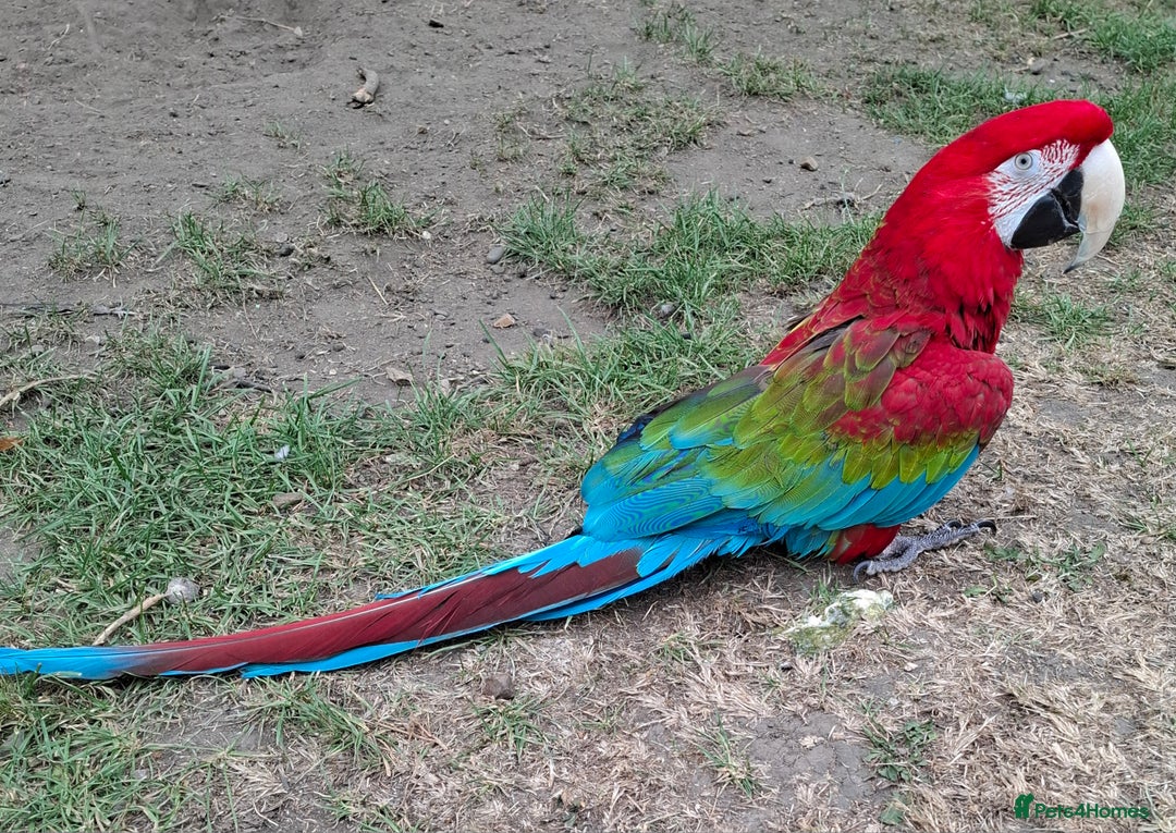 Budgerigars birds for sale: Take in / RESCUE any unwanted Birds/parrots - Image 16
