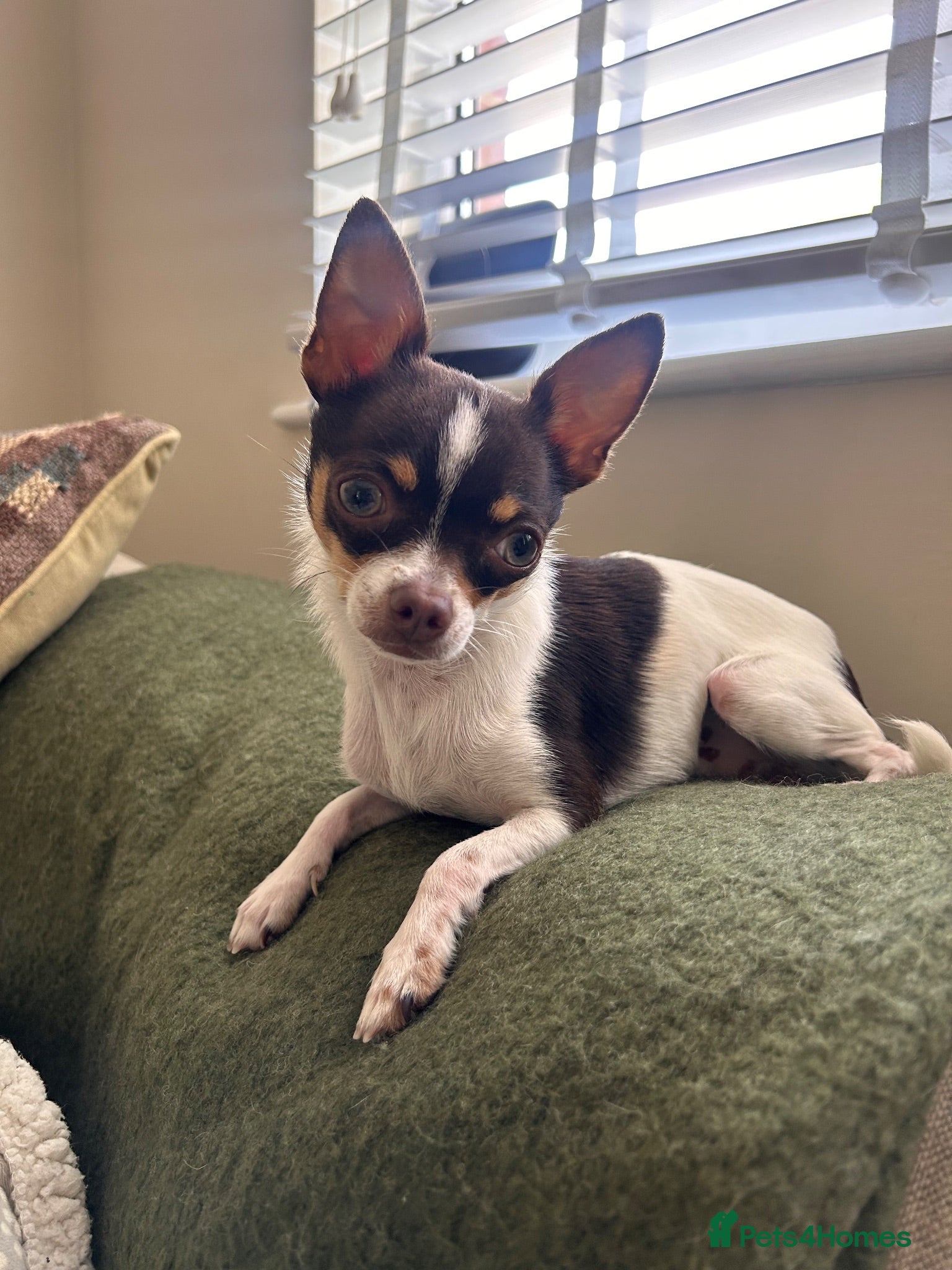 Chihuahua dogs Beautiful Male Chihuahua Stud - Advert 4