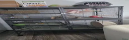 Chinchilla rodents for sale: 2 baby mosaic chinchillas (female) in Houghton le Spring - Advert 8