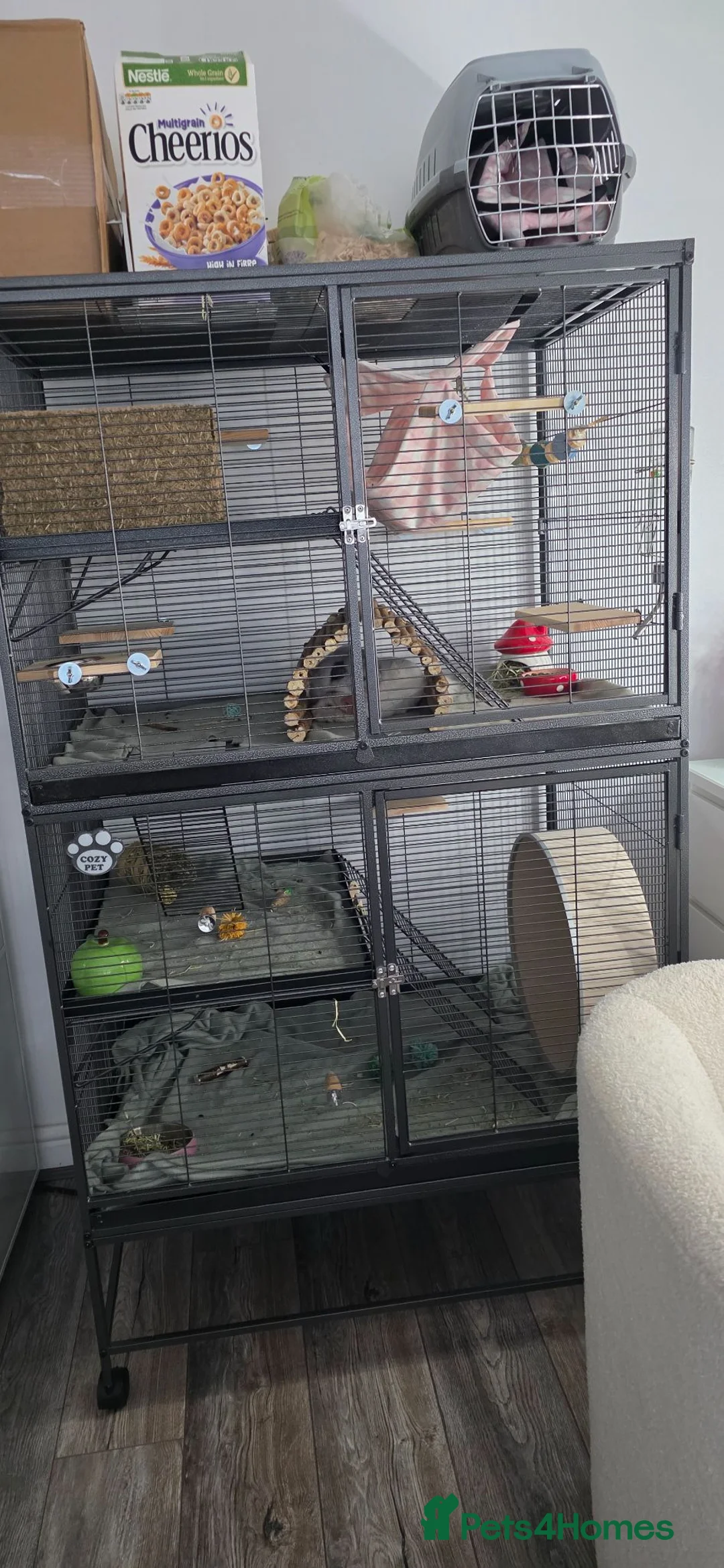 Chinchilla rodents for sale: 2 baby mosaic chinchillas (female) in Houghton le Spring - Advert 8