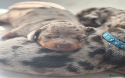 Miniature Dachshund dogs for sale: Miniature dachshunds puppie - Image 4