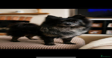 Pomeranian dogs - Advert 9