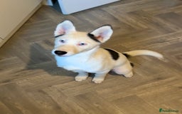 Siberian Husky dogs for sale: Extreme Piebald Husky Girl RARE! Ready Now - Image 1