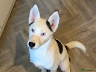 Siberian Husky dogs - Advert 2