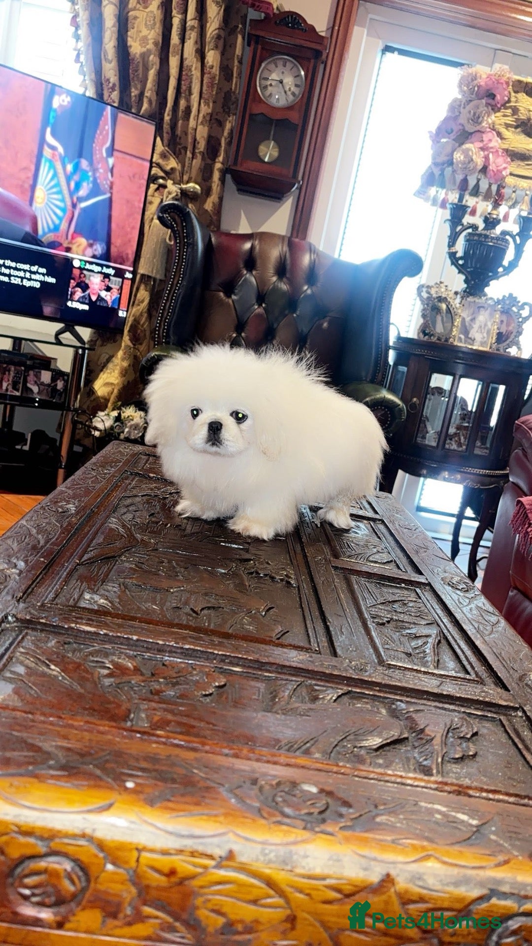Pekingese dogs Stunning high quality Pekingese puppies  - Advert 2