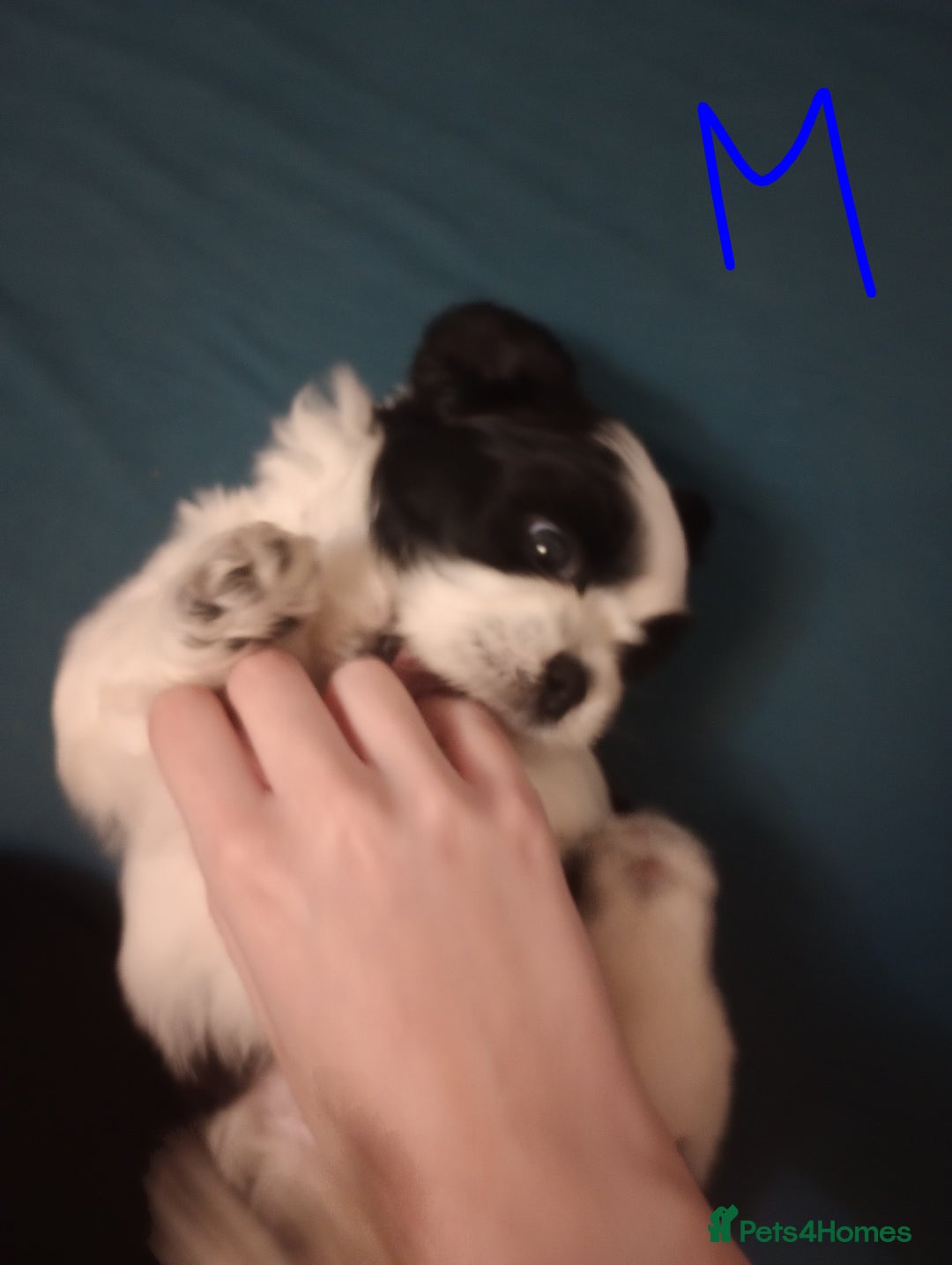 Shih Tzu dogs for sale: Adorable shih-tzu puppies - Advert 16