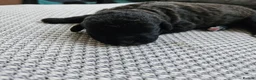 Shihpoo dogs for sale: Shiphoo puppies in Devon - Advert 38