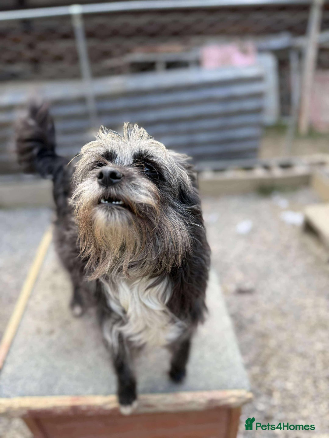 Mixed Breed dogs for adoption: Chewie - tiny girl looking for a home of her own! - Image 3