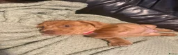 Miniature Dachshund dogs for sale: Beautiful Minature Dachsund's for sale - Advert 29