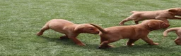 Labrador Retriever dogs for sale: Beautiful KC Registered Labrador Puppies - Advert 25