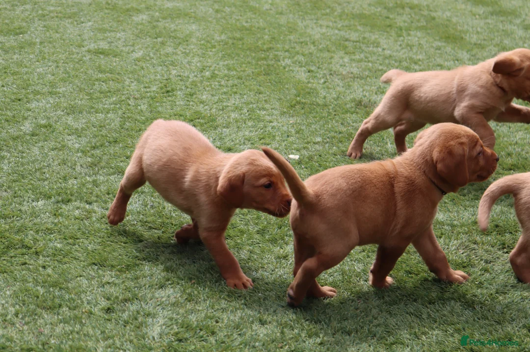 Labrador Retriever dogs for sale: Beautiful KC Registered Labrador Puppies - Advert 25