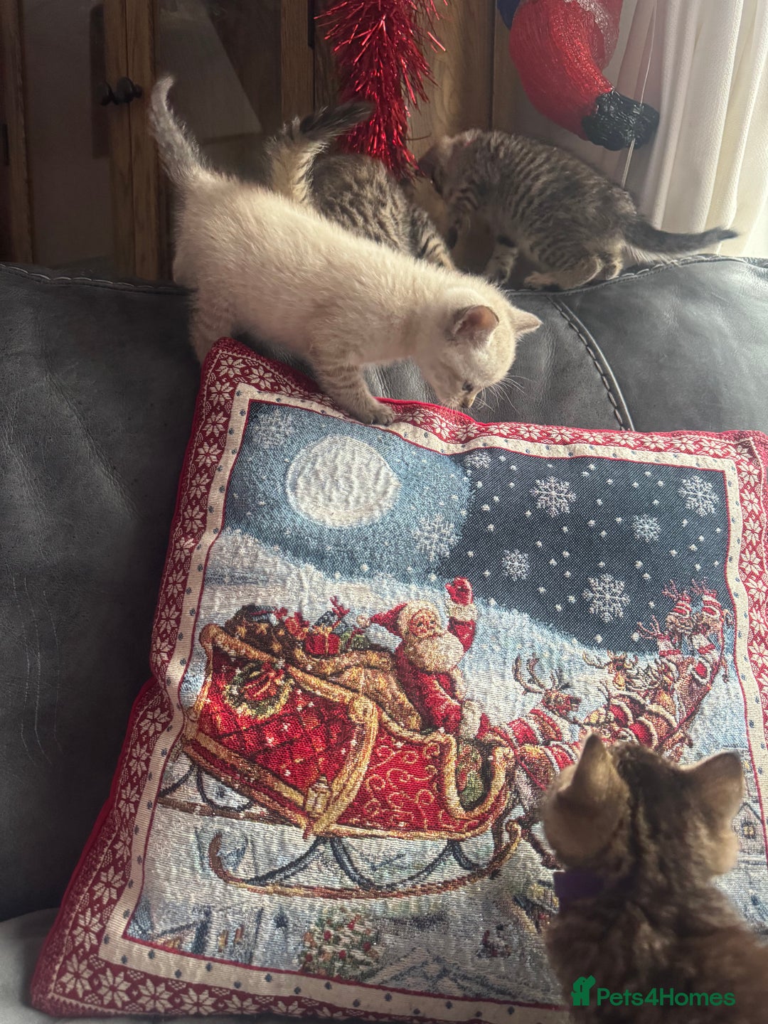 Mixed Breed cats for sale: Kittens needing loving homes  - Advert 28