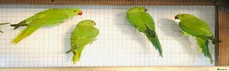 Ringnecks birds for sale: Beautiful young Indian ringneck parrots for sale. - Advert 6