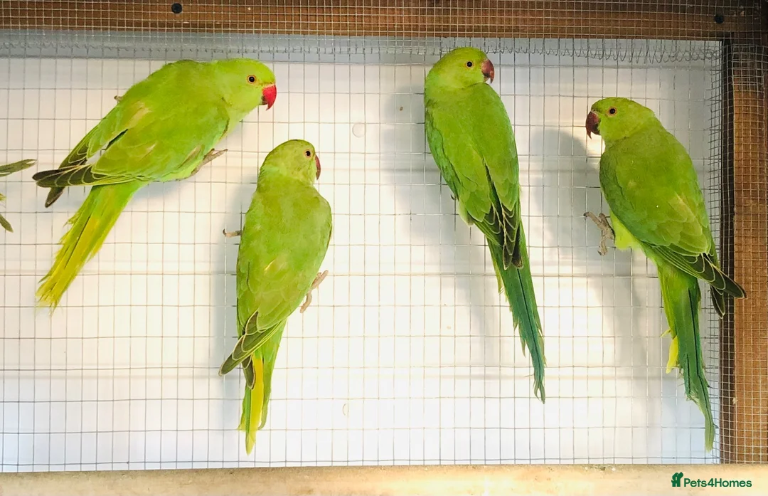 Ringnecks birds for sale: Beautiful young Indian ringneck parrots for sale. - Advert 6