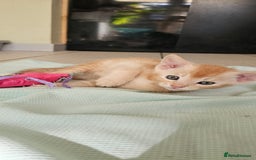 Abyssinian cats for sale: Abyssinian and Bengal x kittens 😻 - Image 17