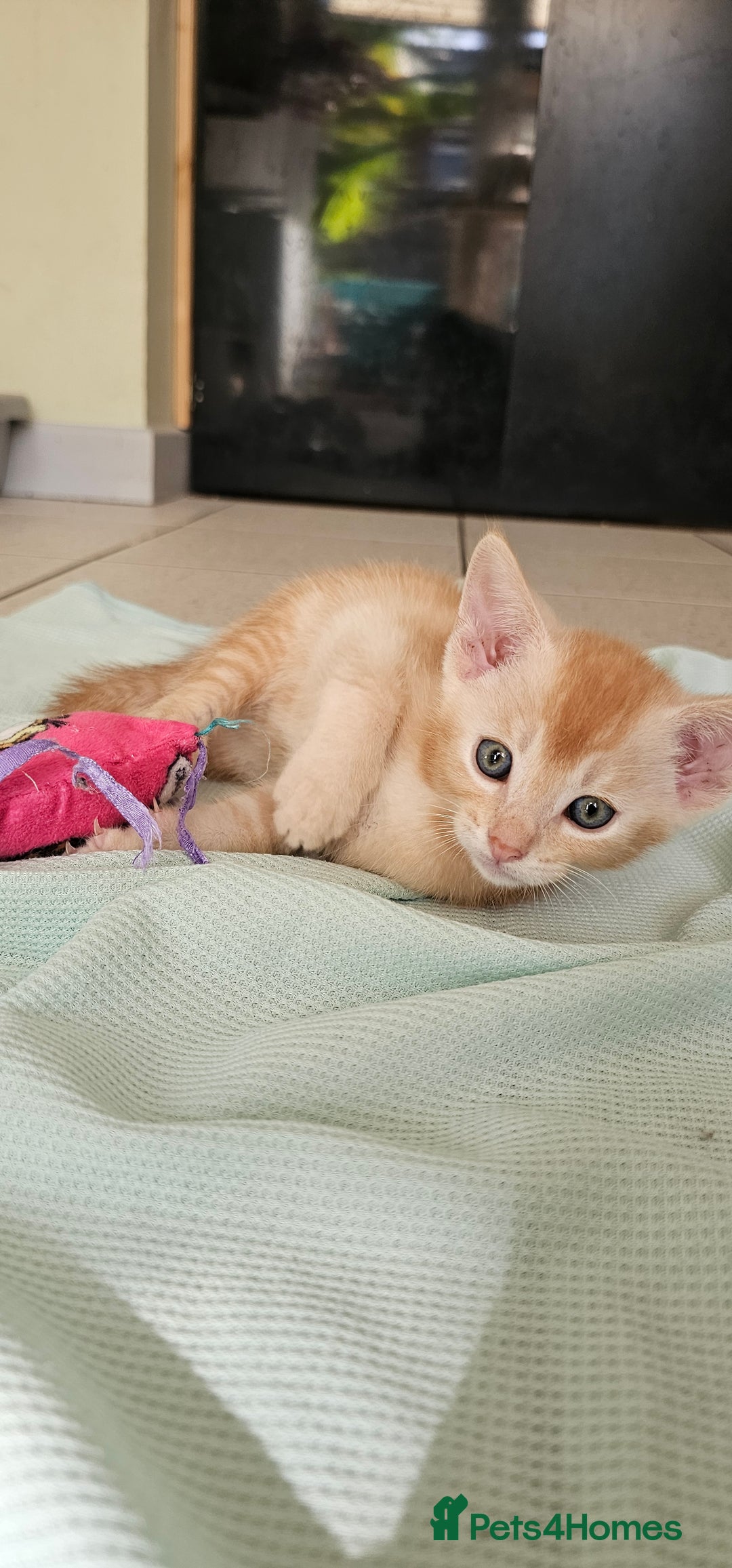 Abyssinian cats for sale: Abyssinian and Bengal x kittens 😻 - Image 17