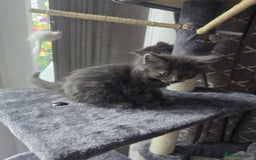 Mixed Breed cats for sale: Mix breed kittens  - Image 4