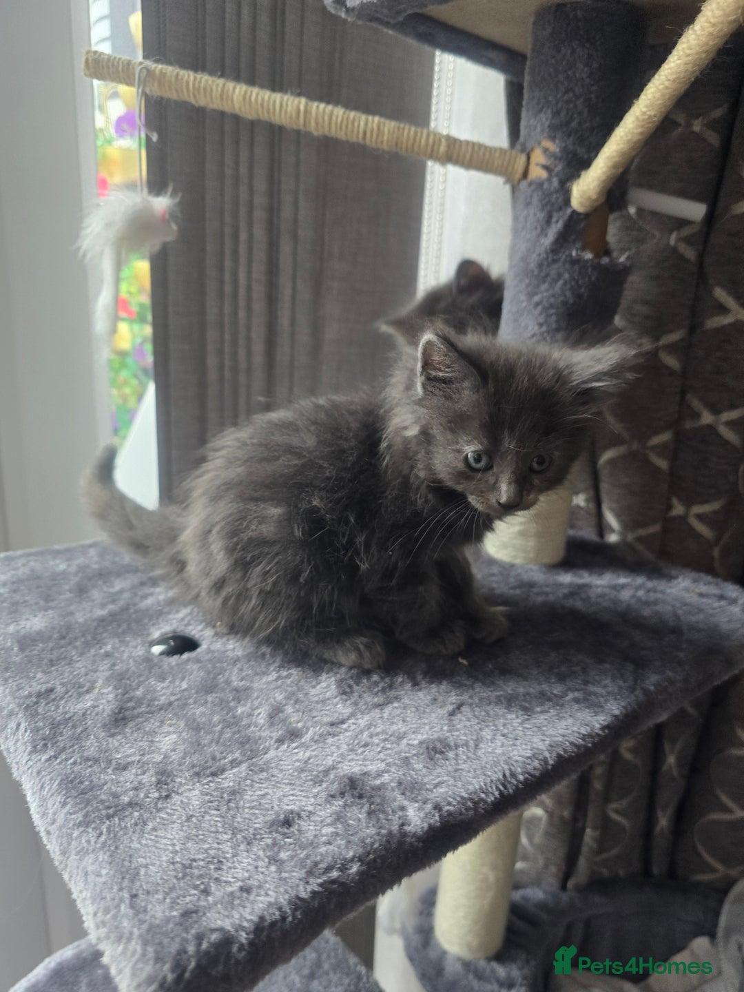 Mixed Breed cats for sale: Mix breed kittens  - Image 4