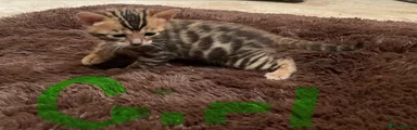 Bengal 3