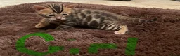 Bengal cats for sale: Tica registered bengals  in Chatham - Advert 7