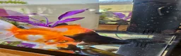 Goldfish fish for sale: 4 Happy Goldfish & Complete Setup in Fleet - Advert 9