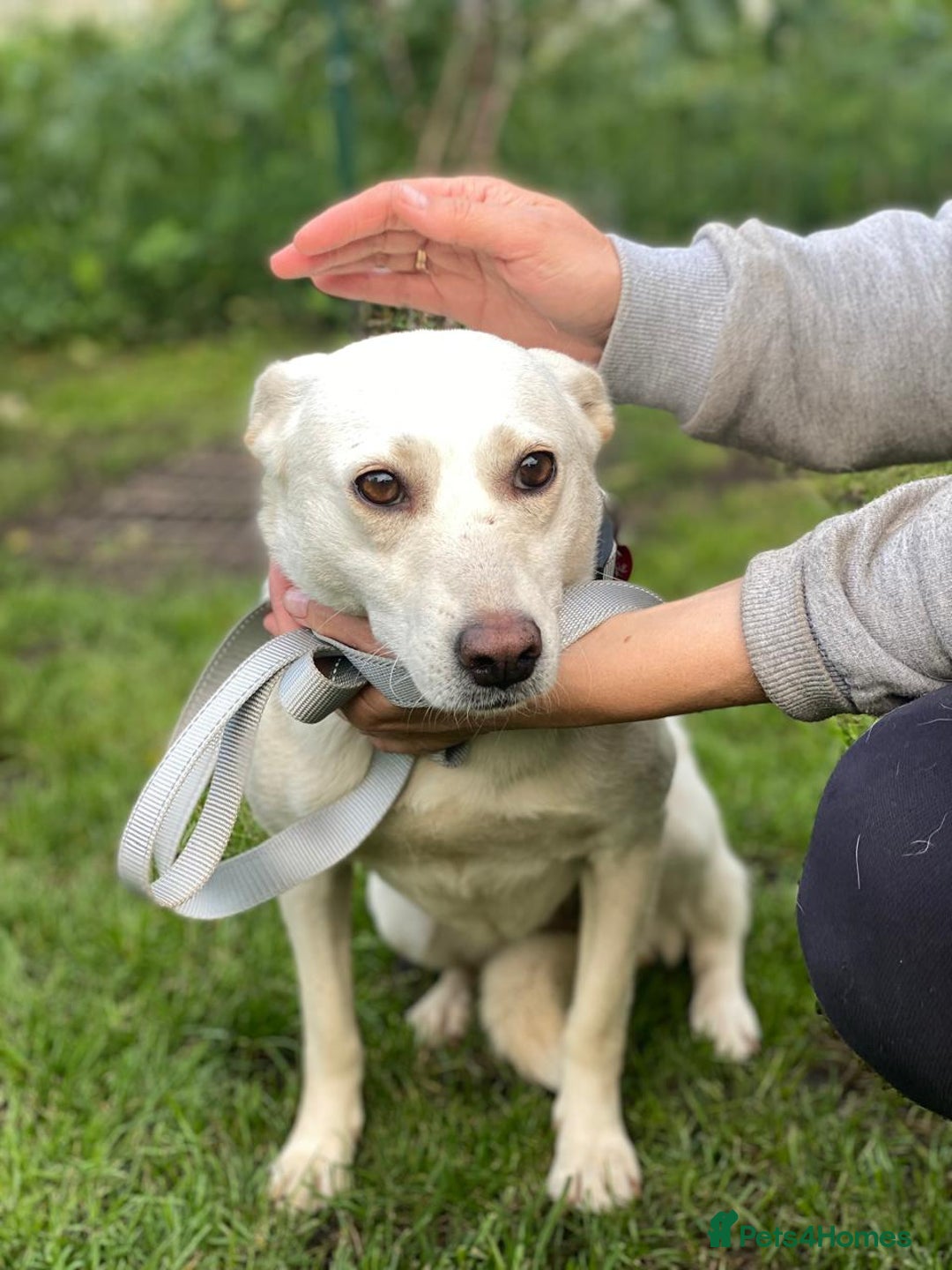 Mixed Breed dogs for adoption: 💖🐶 BILOCHKA 🐶💖 - Image 8