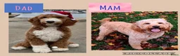 Mixed Breed dogs for sale: Australian Goldendoodle  - Advert 12