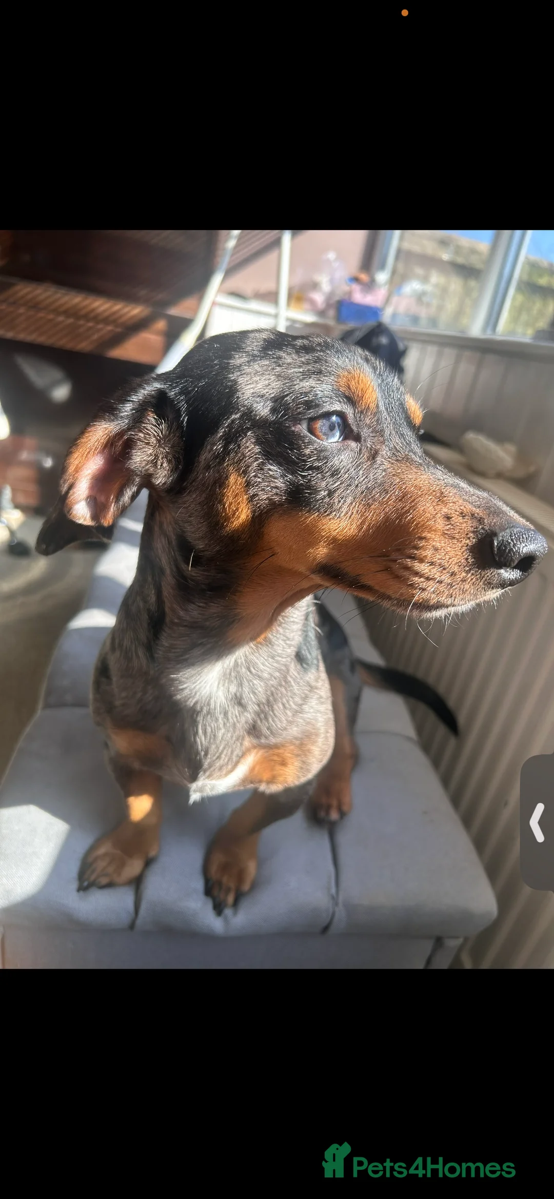 Jackshund dogs for sale: 2 year old jackshund needing a home  - Advert 1