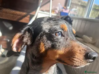 Jackshund dogs 2 year old jackshund needing a home - Advert 1