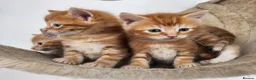 Mixed Breed cats for sale: There adorable brothers from the same litter  - Advert 15