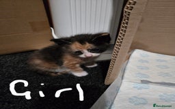 Domestic Shorthair cats for sale: Kittens looking for their forever home - Advert 5