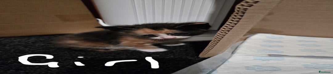 Domestic Shorthair Kitten 3