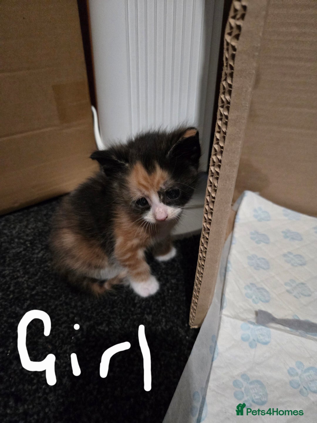 Domestic Shorthair cats for sale: Kittens looking for their forever home - Advert 5