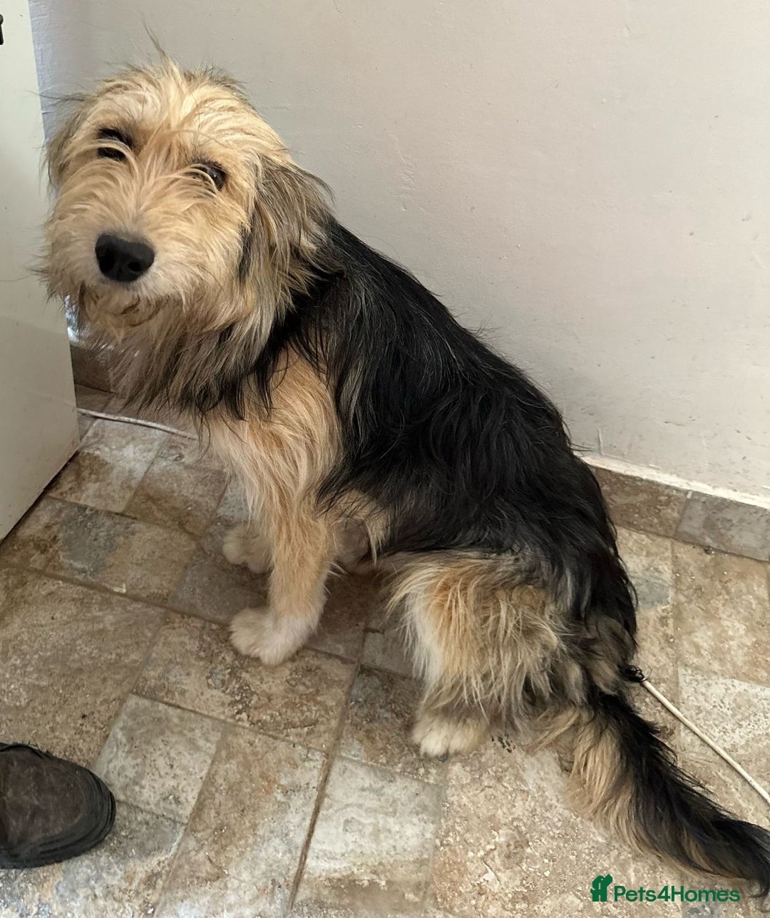Mixed Breed dogs for adoption: YUKY - a superb little girl, for a Loving Home - Image 2