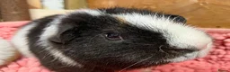 Guinea Pig rodents for sale: Gorgeous pair of Teddy boys/boars/males - Advert 6