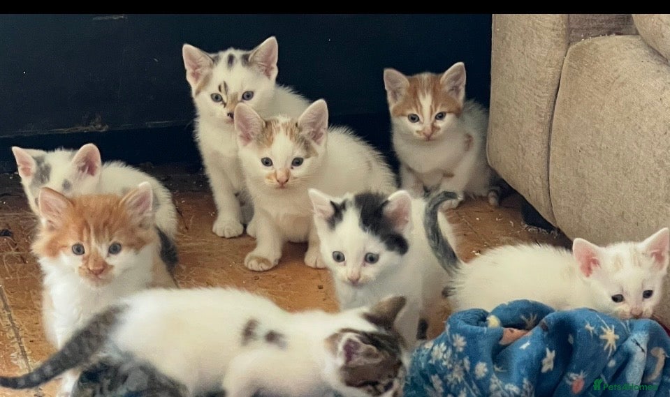 Mixed Breed cats Kittens for sale  - Advert 3