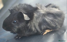 Guinea Pig rodents for sale: Gorgeous baby boy guinea pigs  - Image 5
