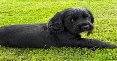 Cocker Spaniel dogs - Advert 7