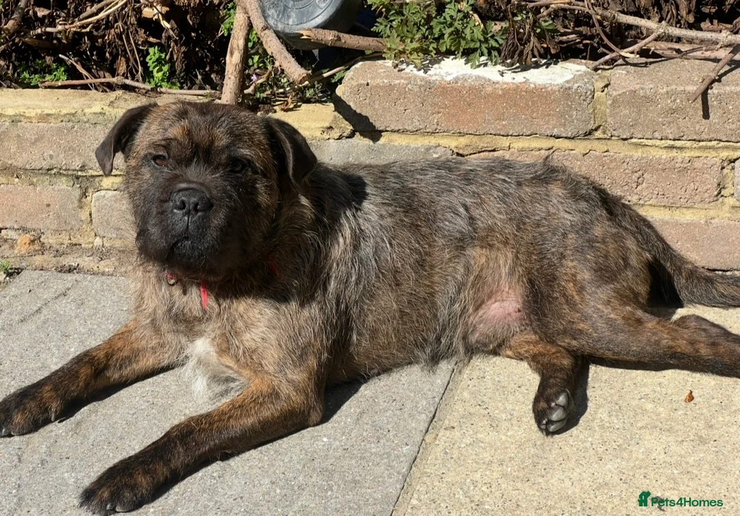 Mixed Breed dogs for sale: Male Dog looking for new home - Advert 1