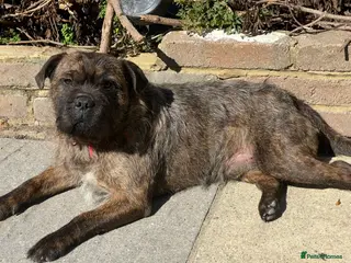 Mixed Breed dogs Male Dog looking for new home - Advert 4