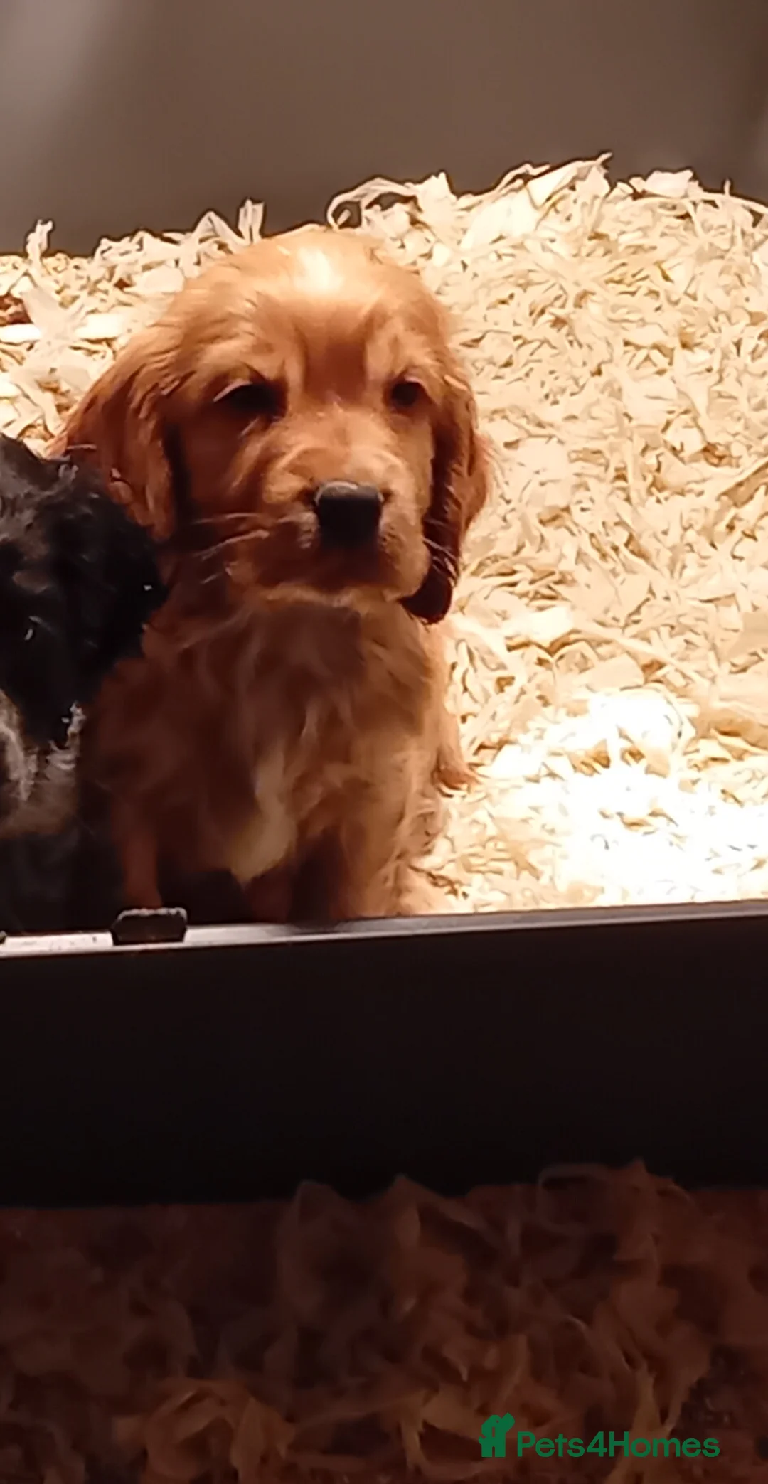 Cocker Spaniel dogs for sale: Cocker Spaniel pups  - Advert 2