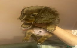 Miniature Dachshund dogs for sale:  KcReg Long Haired Miniature Dachshund Dapper  - Image 5