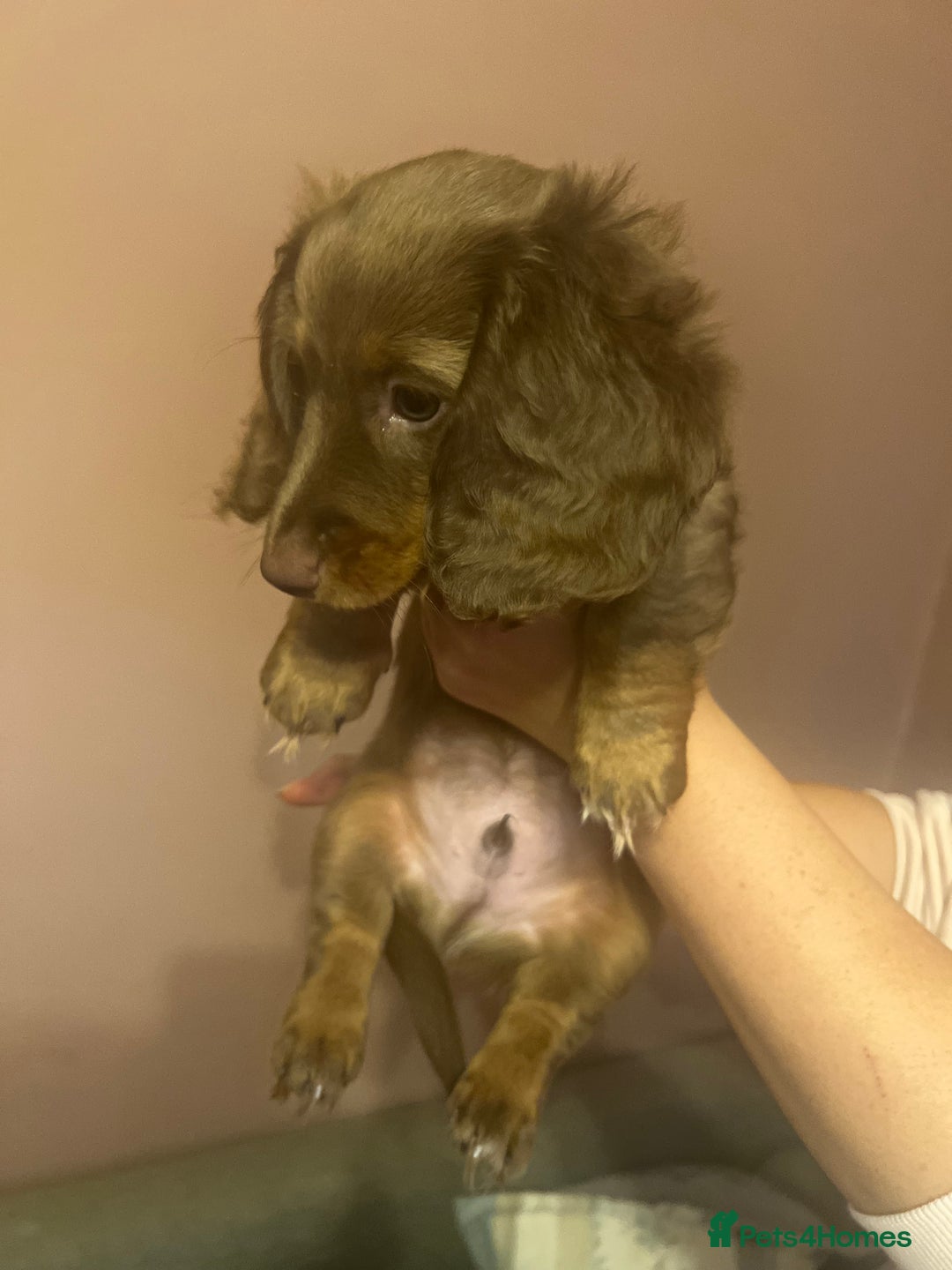 Miniature Dachshund dogs for sale:  KcReg Long Haired Miniature Dachshund Dapper  - Image 5