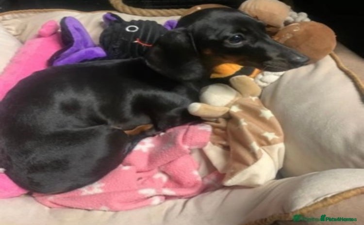 Miniature Dachshund dogs - Advert 16